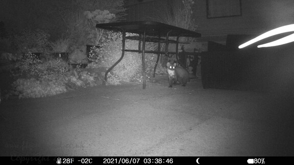 Pine Marten